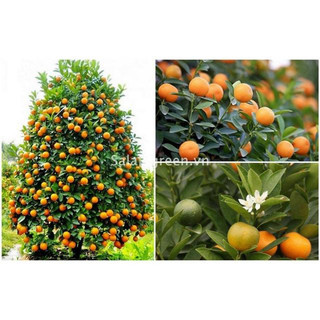 Cây giống quất chua thái quả vàng