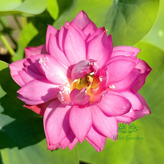 Củ sen mini siêu nụ - Little Dragon