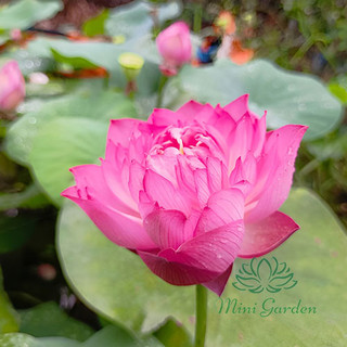 Củ sen mini siêu nụ - Little Dragon