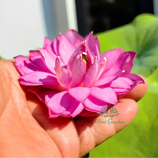Củ sen mini siêu nụ - Little Dragon