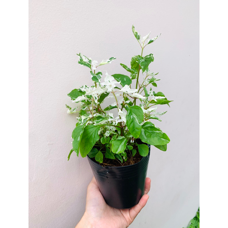 Chậu cây Alternanthera ficoidea Snowball