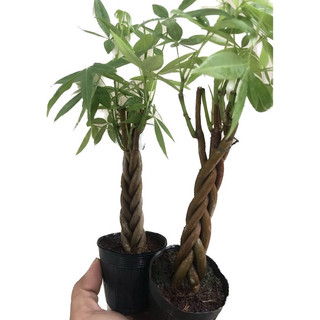 Combo 2 cây kim ngân thắt bím mini_không chậu