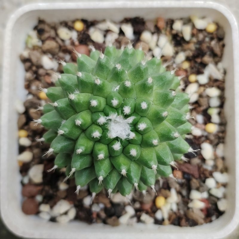 Xương Rồng Sầu Riêng Không Gai Thái _ Mammillaria Erusamu