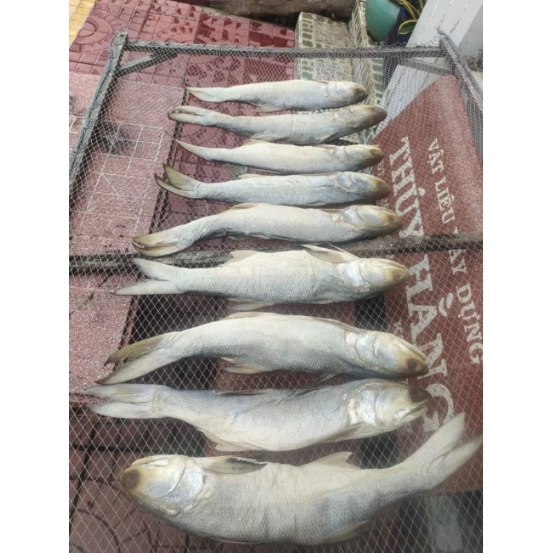 CÁ CHÉT MUỐI DÙI 1,1-1,2KG/1CON