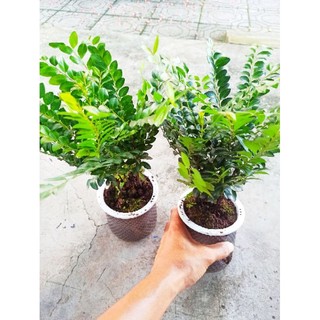 Cây tùng đen mini, cụm ghép để bàn