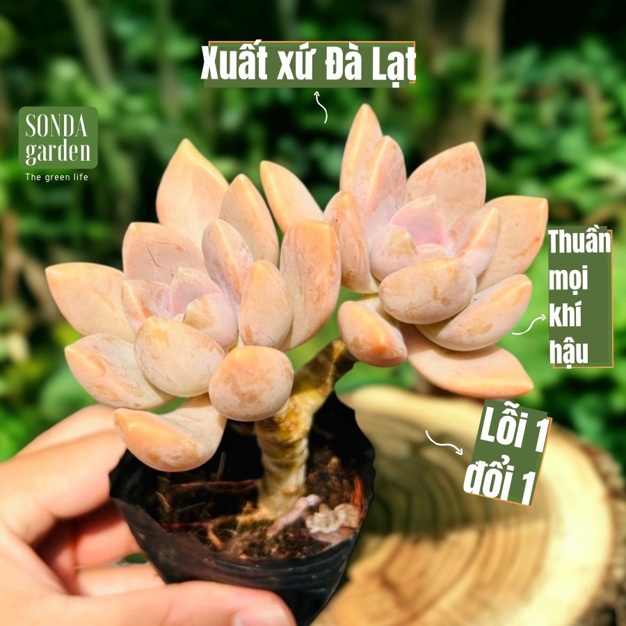 Sen đá đá xanh cổ thụ full nắng mưa SONDA GARDEN size bé 5-8cm, cây cảnh trang trí nhà cửa, lỗi 1 đổi 1