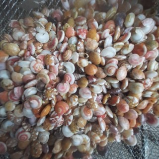 100g vỏ ốc ruốc nhiều màu
