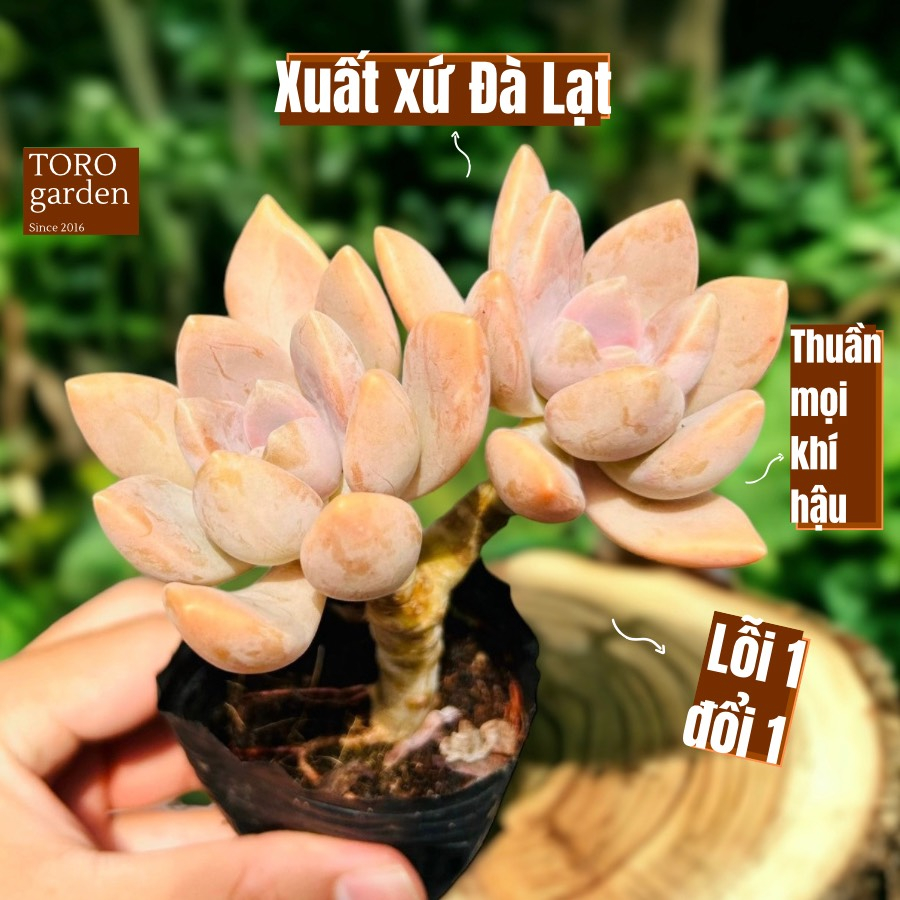 Sen đá đá xanh cổ thụ full nắng mưa Đà Lạt size bé cây cảnh trang trí nhà cửa Toro garden