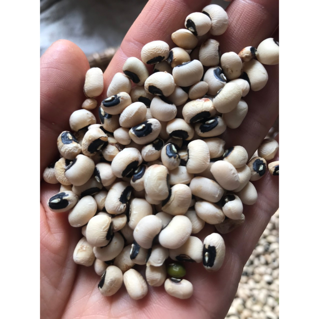 Hạt đậu trắng ÔNG THẮNG - 500g