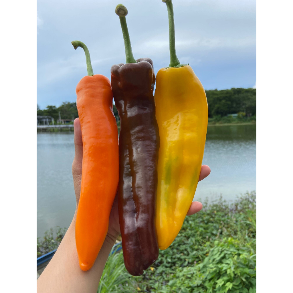 🌶Ớt ngọt Palermo 🌶