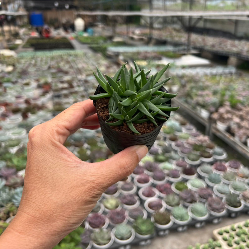Sen đá Cỏ Ngọc hoa vàng size bầu 4-4,5cm, cây cảnh trang trí nhà cửa THUANPHAT GARDEN