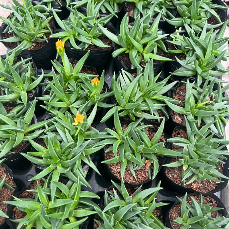 Sen đá Cỏ Ngọc hoa vàng size bầu 4-4,5cm, cây cảnh trang trí nhà cửa THUANPHAT GARDEN