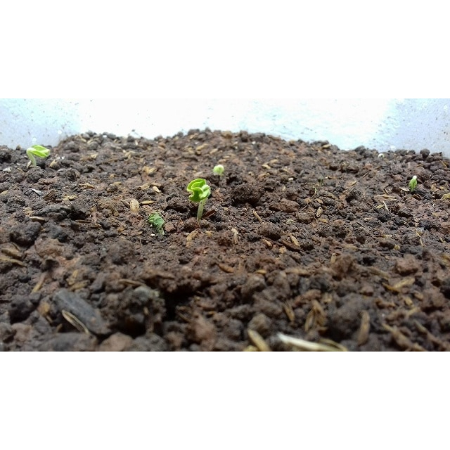 1kg Đất sạch dinh dưỡng chuyên dụng trồng rau sạch,trồng hoa, cây cảnh