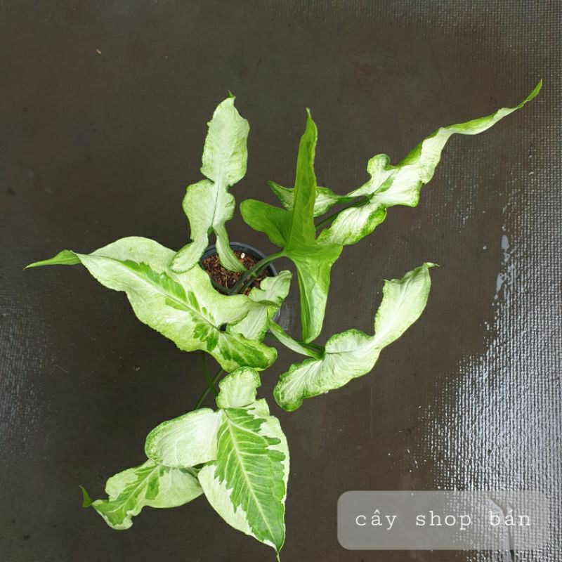 Trầu Syngonium var bạc hà, Syngonium Three Kings.