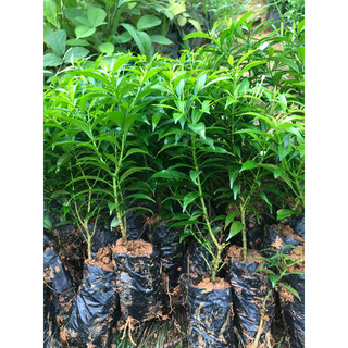 Cây mai vạn phúc(mai tiểu thư),cây sẵn hoa