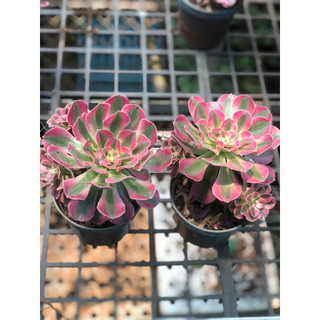 sen đá aeonium hồng cánh ngắn
