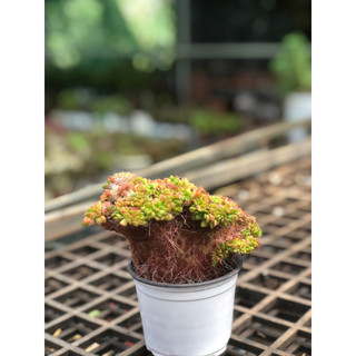 sen đá cúc đỏ cres