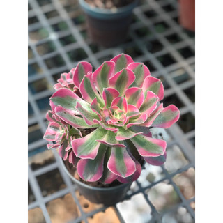 sen đá aeonium hồng cánh ngắn