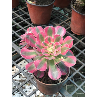 sen đá aeonium hồng cánh ngắn