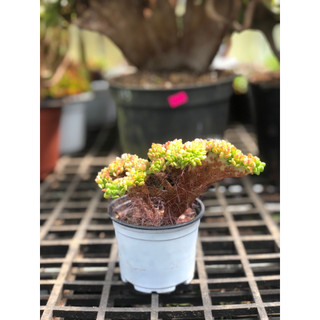 sen đá cúc đỏ cres
