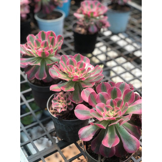 Sen đá aeonium hồng cánh ngắn
