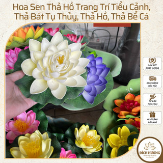 Hoa sen thả hồ trang trí tiểu cảnh, thả bát tụ thủy, thả hồ, thả bể cá