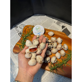HỎA TỐC - SÒ HUYẾT CẤP ĐÔNG - TÚI 1KG
