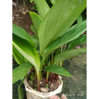 1 bụi cây ngải bún