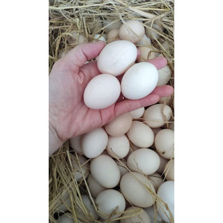 Trứng gà ta  35k 10 quả ( Hàng luôn mới không bán trứng cũ )