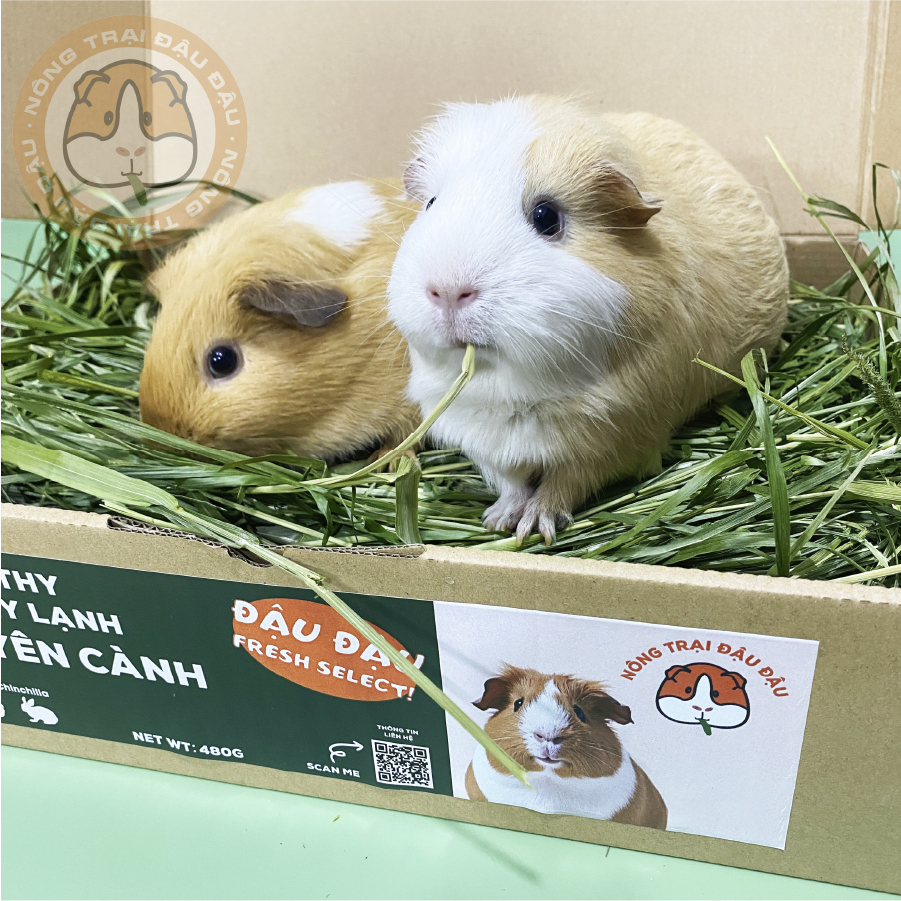 Cỏ Timothy Non Sấy Lạnh Cho Thỏ, Bọ Ú, Chinchilla Nguyên Cành Siêu Xanh Lá Mềm 480g 980g