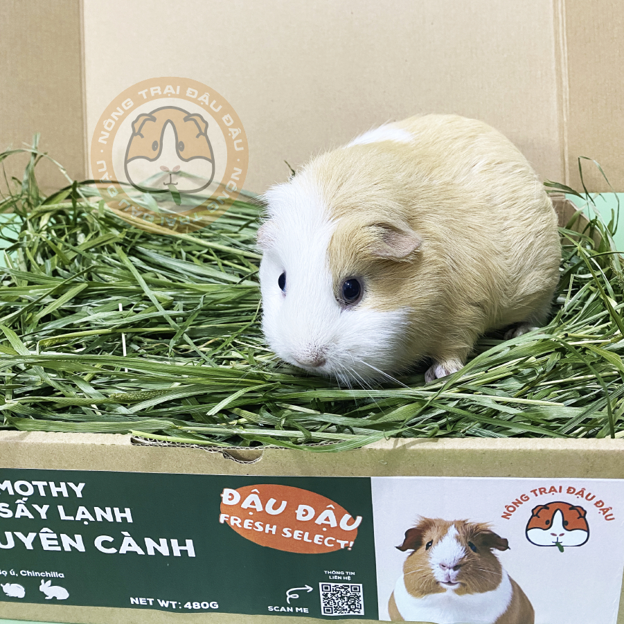 Cỏ Timothy Non Sấy Lạnh Cho Thỏ, Bọ Ú, Chinchilla Nguyên Cành Siêu Xanh Lá Mềm 480g 980g