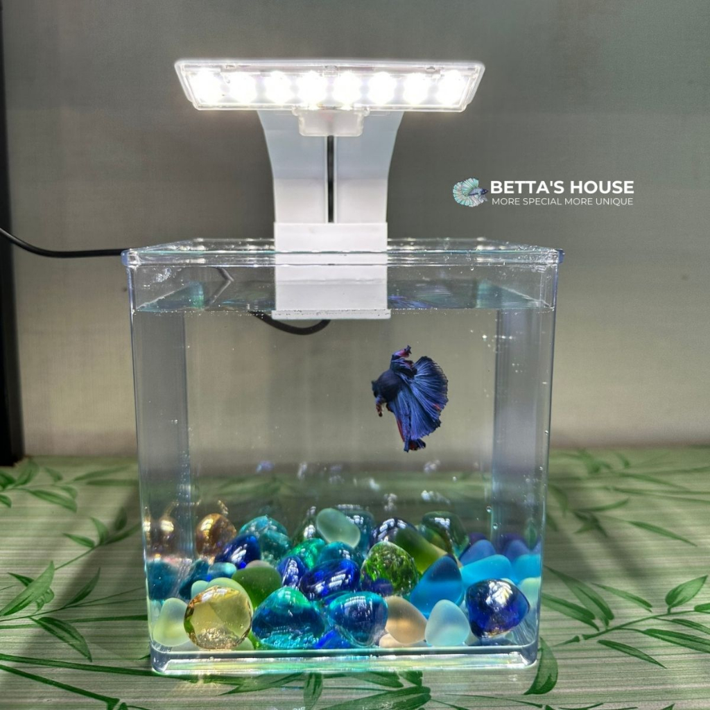 Hồ nhựa nuôi cá 15x12x15 cm Trong Suốt Đúc Khuôn Bo Góc Vừa Để Bàn Trang Trí Phòng Khách, Hồ nhựa nuôi cá