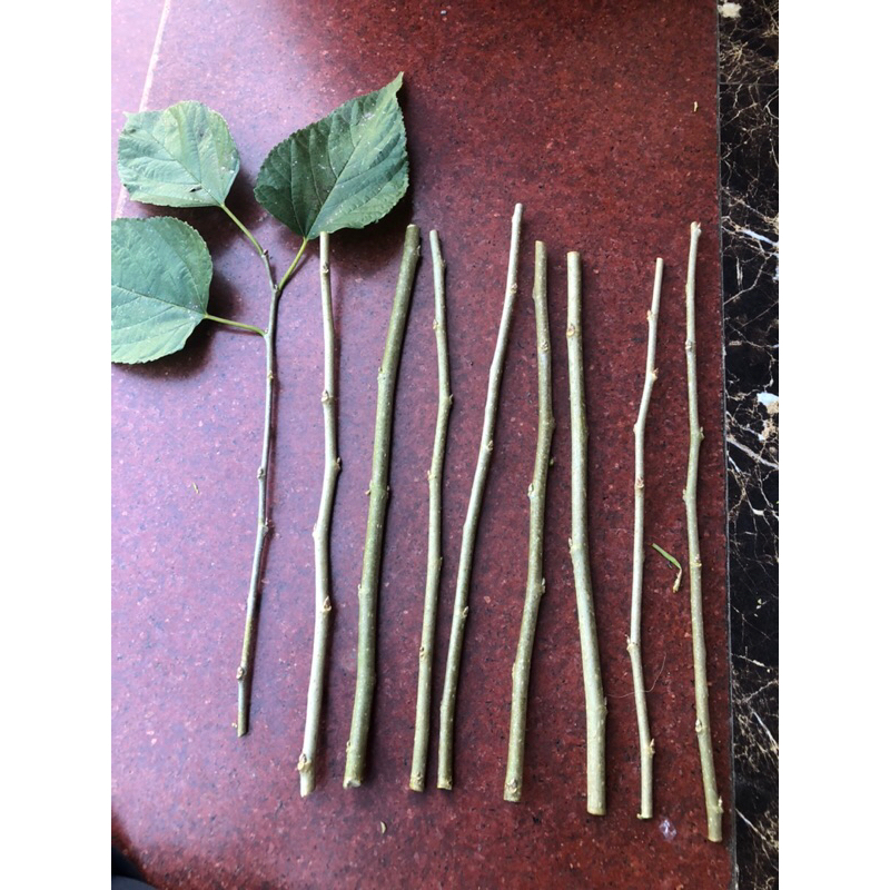 Cành dâu trừ tà