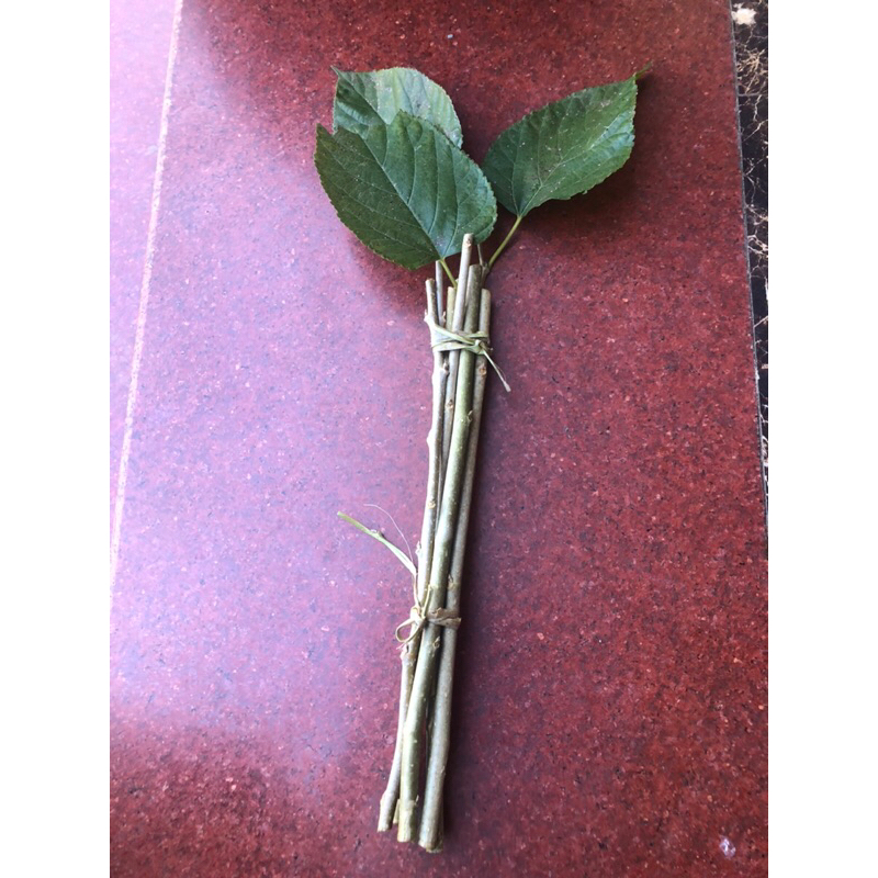 Cành dâu trừ tà