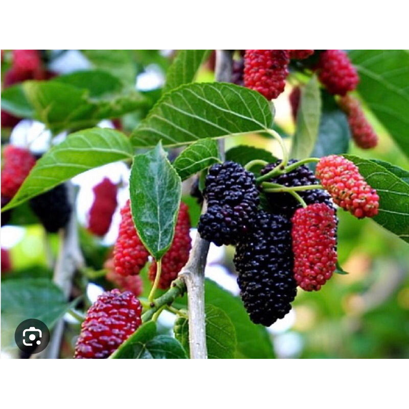 Cành dâu trừ tà