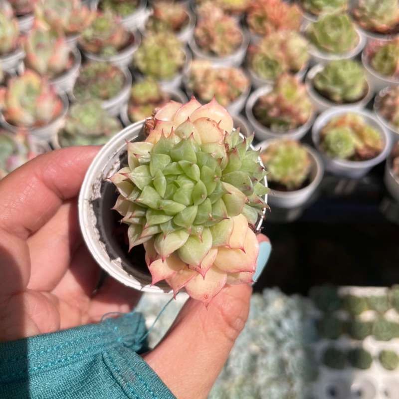 Sen Đá Cress Mini  - già , lên màu đẹp