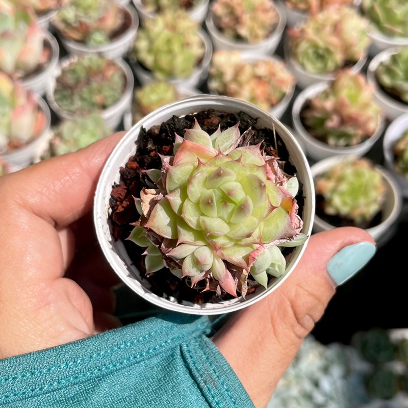 Sen Đá Cress Mini  - già , lên màu đẹp