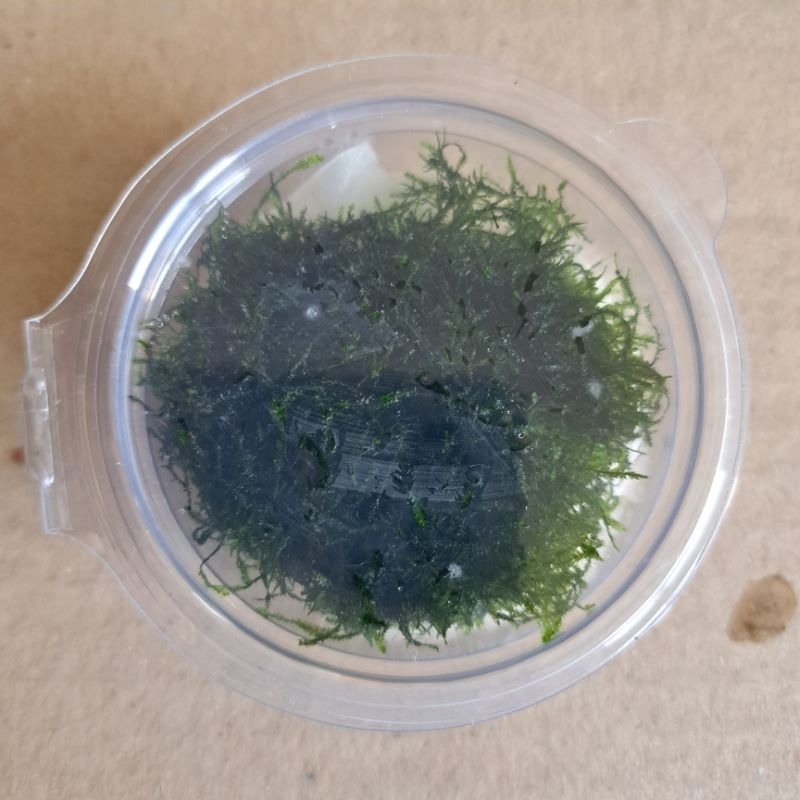 Rêu thủy sinh Mini Spiky - 1 hộp - TS Aquarium