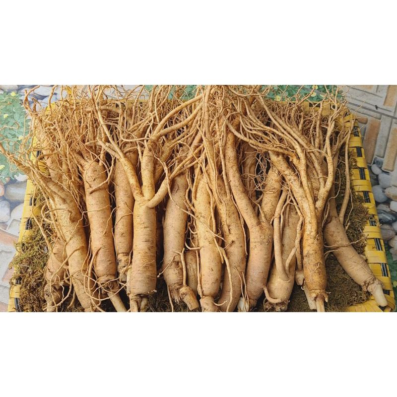 NHÂN SÂM HẦM GÀ 18-35 CỦ 1KG