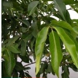 Lá vối tươi 500g, 1kg