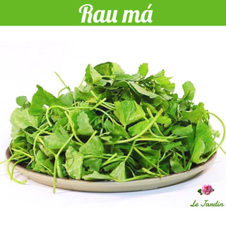 Hạt giống rau má gói 1gr