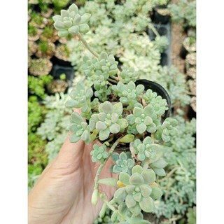 Sen đá bầu kim tuyến. Sen được trồng vùng nóng