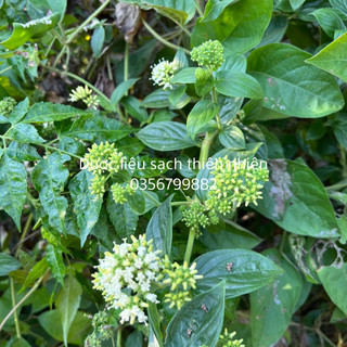 Dây dạ cẩm khô thượng hạng