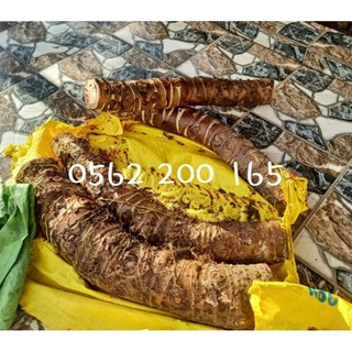 01 kg củ bạc hà núi hàng rừng chuẩn mới tri ung thu