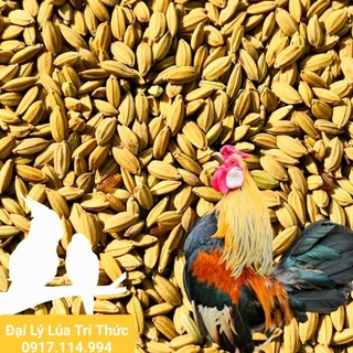 Lúa - thóc nhật hạt tròn, lúa loại 1, lúa tiêu ruột đỏ làm lúa giống cho gà đá, gà chọi ăn, chim cảnh, bồ câu,