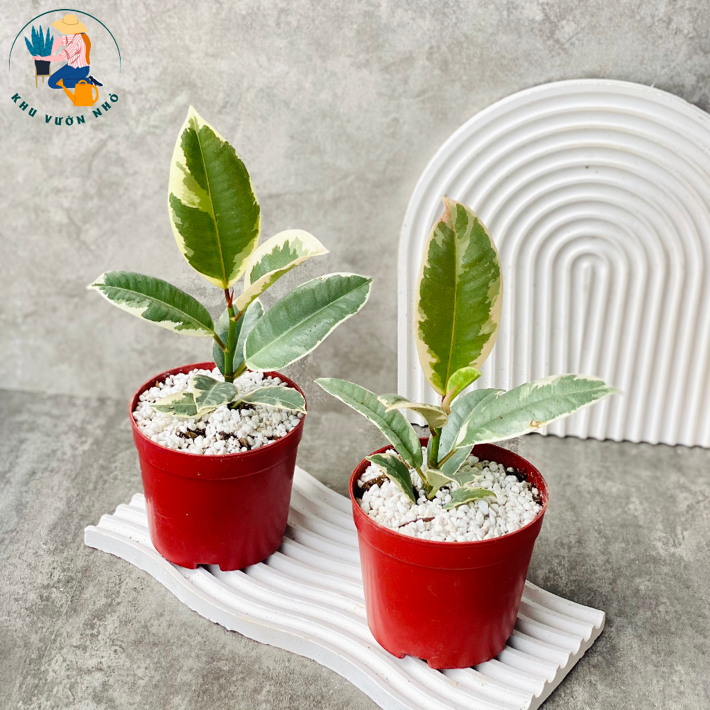 Cây đa búp cẩm thạch - Cây cảnh mini để bàn, trang trí nhà cửa đẹp mắt