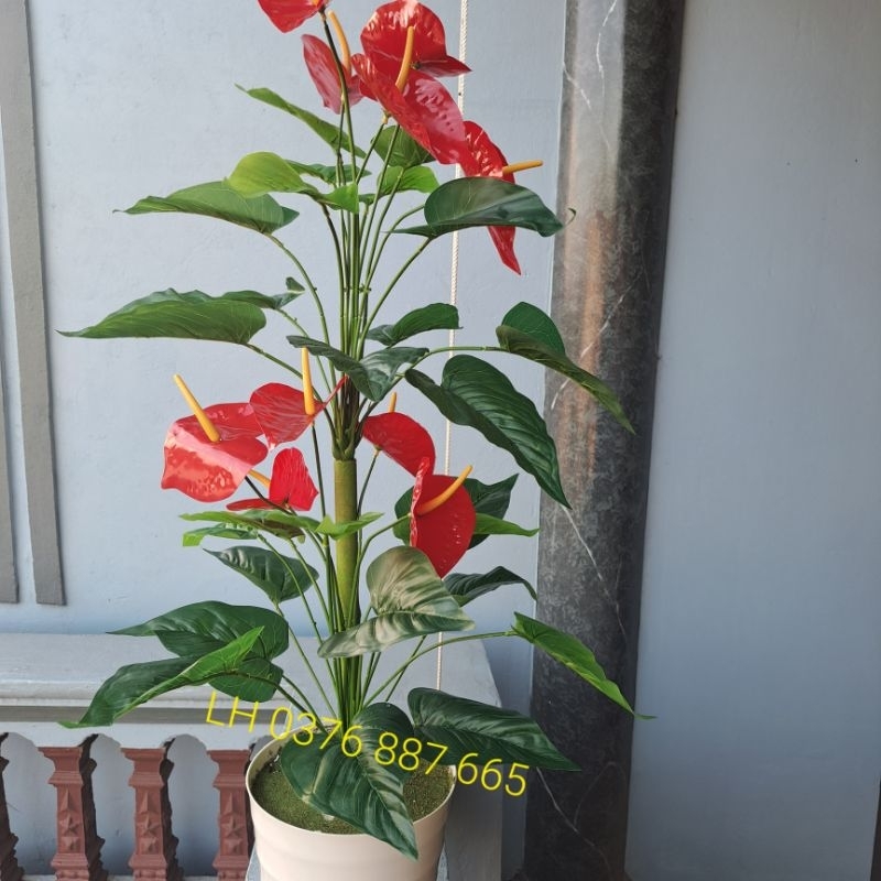 - Cây giả, Cây hồng môn yến vao 1M, Mẫu cây mới decor siêu xinh8