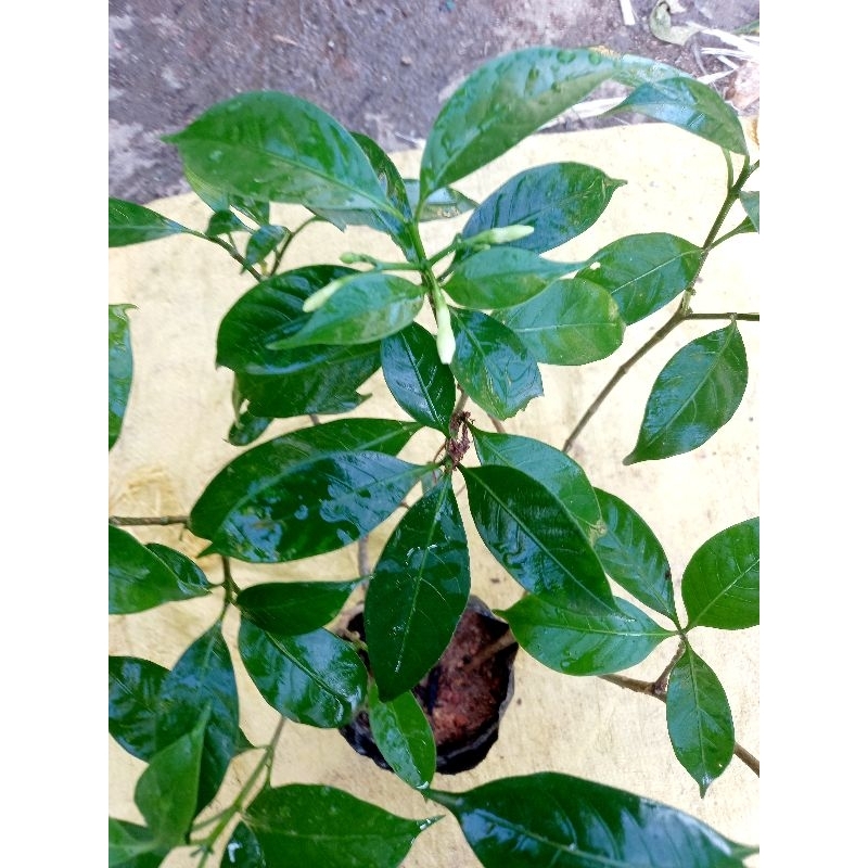 Hoa Lài tây cánh kép đang có nụ