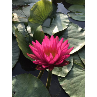 Hoa Súng Kép Pink màu hồng