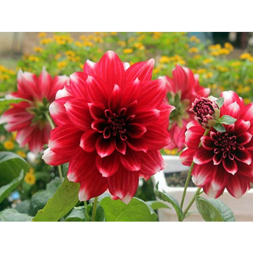 GÓI 100 hạt hoa thươc dươc cánh sen đủ màu bông to